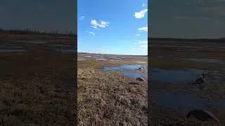 В ожидании гусей 2024