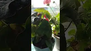 Работа по дому,всё как всегда, у нас  женщин .