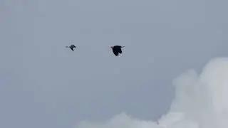 Ross Goose being chased by a Bald Eagle, Panama Flats, Victoria BC