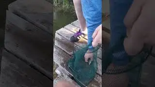 Лягушачье царство. Часть 2.