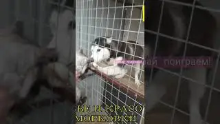 эй кот, а ну иди сюда)))