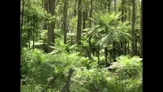 Werrikimbe National Park