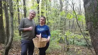 Belgrad Ormanı Mantar Avı