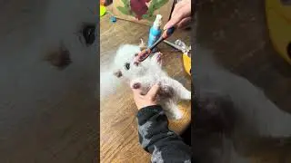 How to Fix the Hair in your Fluffy Silicone Pet - Angels by Noemi Dolls
