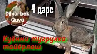 Quyon boqish 4. Қуённи туғруққа тайёрлаш