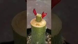 Adenium Single Grafting Technique | desert rose plant #grafting #Adenium #tablet #plants #desertrose
