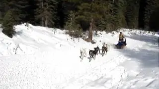 Fahm and Nicole - Dogsledding Video 2