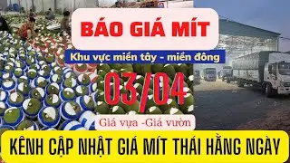 Giá mít thái ngày cuối ngày 03/04/2022 giá mít thái siêu sớm hôm nay || Miền Tây Fishing