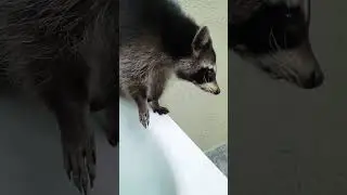 ▷Енотик покушал можно помыться◁