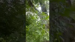 Прогулка в парке