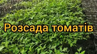 Розсада томатів🍅 Коли садити томат. Касета для томатів