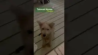 Похож на медвежонка? По мне так - ДА 🐻‍❄️ 
