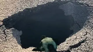 panda advertisement