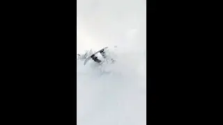 Кувыркаюсь в снегу. Ваня закопался.