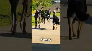 Perros guardianes se ponen alerta al ver a un extraño.  
