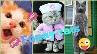 смешные коты 2021🐱 смешные животные июль 2021 лучшие приколы