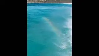 Dolphins are wild and free to fly in the middle of the beach #shorts