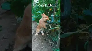 Cute Rabbit eating cucumber #animals #rabbit  #shorts #naturelover