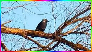 Галка работает дятлом Птицы осенью Видеозарисовки🍂🐦