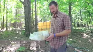Inoculation Process for Stropharia