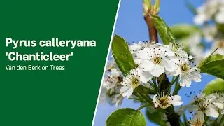 Pyrus calleryana 'Chanticleer' - Van den Berk on Trees