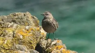 BISBITA COSTERO | ROCK PIPIT | Anthus petrosus 4K