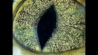 Stunning animal eyes