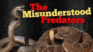 Fear vs Reality: The Untold Truth About Snakes