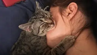 Cute Cat Show Love! They Actually Love Their Humans 💖