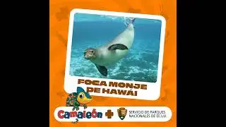 Foca monje de Hawái: ¡Las crías crecen tan rápido!