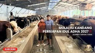 KANDANG SAPI PREMIUM SUDAH MULAI TERISI‼️| SUMBER TERNAK FARM