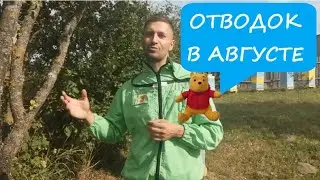 ОТВОДОК В АВГУСТЕ 🐤✌😉 СДЕЛАТЬ ОТВОДОК В АВГУСТЕ НЕ ПОЗДНО