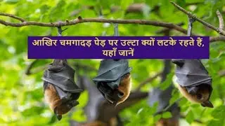 आखिर चमगादड़ पेड़ पर उल्टा क्यों लटके रहते हैं || why do bat hang upside #chamgadar #चमगादड़ #Bat