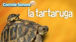 La tartaruga - Documentari per bambini di Coccole Sonore