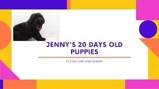 20 DAYS 0LD PUPPIES | CUTE PUPPIES | LABRADOR PUPPIES