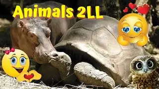 Learn the story of Owen, an orphaned hippopotamus and a turtle  #channelanimals2LL #stories #cute 😍