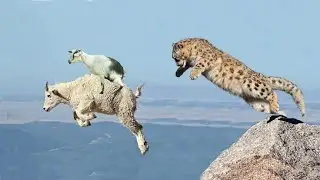 THE MOST DESPERATE ESCAPE FROM THE ANIMAL KINGDOM