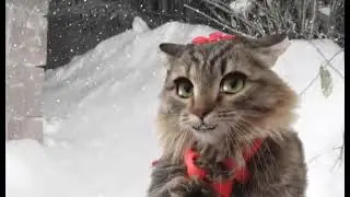 Теплые коты MPEG4 688x400