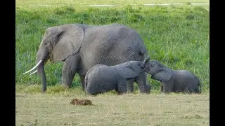 Kulinda Tembo, les éléphants du Kenya - Jacky Galou