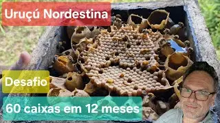 Divisão Invertida de Uruçú Nordestina. Desafio 60 caixas em 01 ano