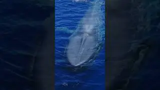 Take a listen to the biggest lungs on planet earth taking a breath! 