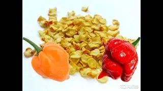Preparing and sowing seeds of super hot peppers