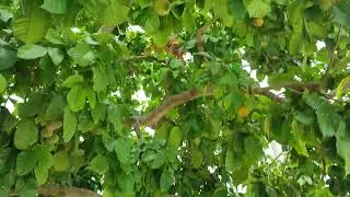 akyat bubong , manguha lang ng santol.