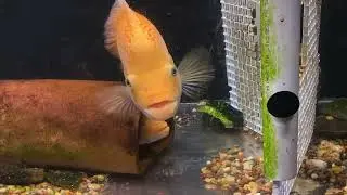 Today in the Fishroom ~ Parachromis dovii “Red”