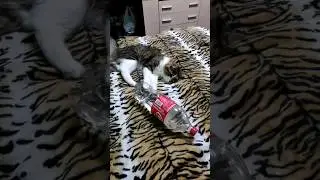 КОТ ИГРАЕТ С БУТЫЛКОЙ