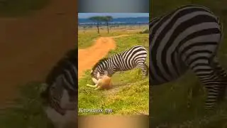 A zebra is on the verge of death in a fight with a lioness.