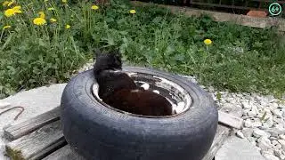 Кошкино гнездо или Коты играют в бадминтон