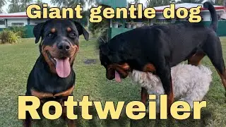 ROTTWEILER gentle giant DOG