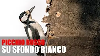 Ho provato a fotografare il PICCHIO ROSSO su SFONDO BIANCO. Test Fotografico