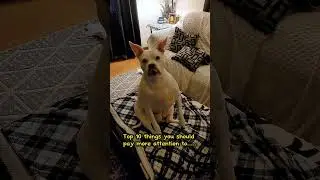 Attention seeking dog! 🥰🤣#pitbullshorts #ilovemypitbull #lovemydog #pitlover